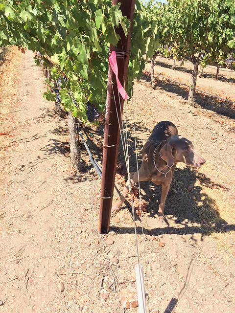Vegas in the Cab Franc vines at Plummer Vineyard, Paso Robles, CA
