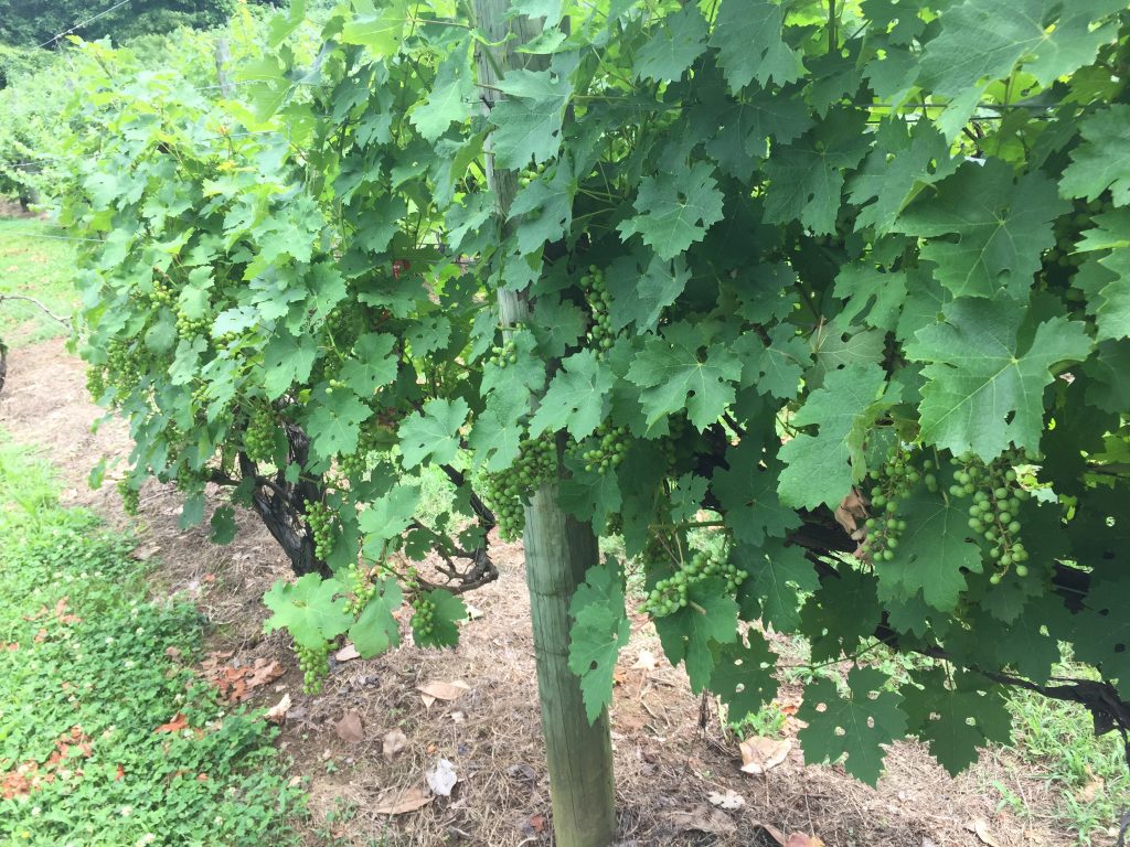 in the vineyard at South Creek Winery