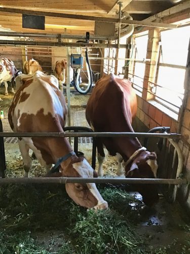 my two easy going cows